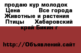 продаю кур молодок. › Цена ­ 320 - Все города Животные и растения » Птицы   . Хабаровский край,Бикин г.